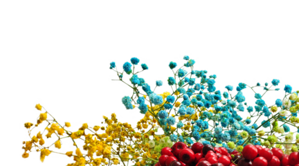 Rainbow colorful Baby's-breath Gypsophila close up wallpaper. Painted flowers wallpaper, preserved flowers banner, minimalist flowers. Yellow, blue, green, red. Abstract floral composition. PNG