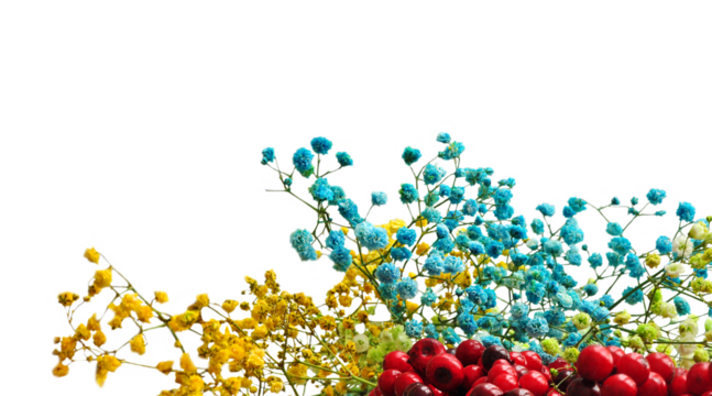 Rainbow colorful Baby's-breath Gypsophila close up wallpaper. Painted flowers wallpaper, preserved flowers banner, minimalist flowers. Yellow, blue, green, red. Abstract floral composition. PNG