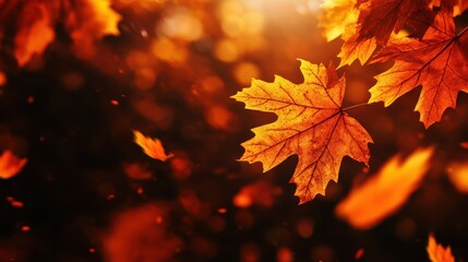 Vibrant orange and yellow autumn leaves glow in sunlight against a softly blurred background.