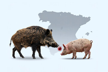 A wild boar and a pig catching swine fever, isolated, in a simple, minimalist background.