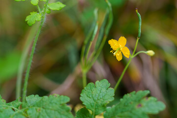 Close-up of a yellow greater celandine (Chelidonium majus) flower blooming in autumn.