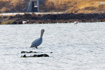 A pelican standing on rocks in a calm lake with a blurred background.
