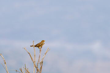 A small Emberiza calandra perched on a bare branch against a blurred blue sky.