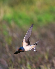 Barn Swallow in graceful flight, showcasing its sleek blue plumage and forked tail. Dynamic wildlife action shot capturing speed, agility, and natural beauty