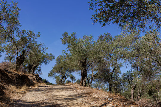 Dirt path through an olive grove under a clear blue sky.