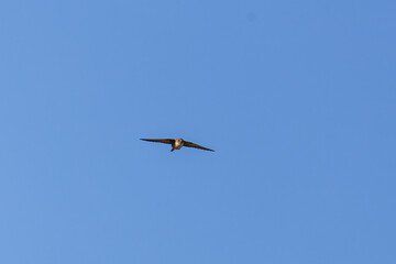 A crag martin flying against a clear blue sky.