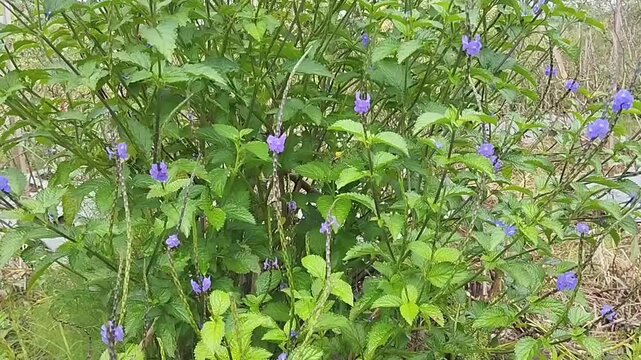 horsewhip plant, known by the scientific name&nbsp;Stachytarpheta cayennensis&nbsp;or&nbsp;Stachytarpheta jamaicensis.