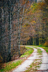 Fototapeta premium Autumn colors. The magic of the woods of the Julian Prealps and the small village of Sella Carnizza