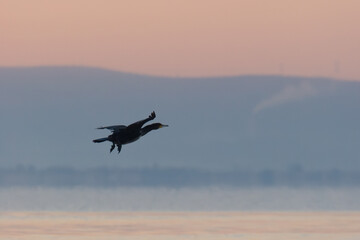 Great Cormorant (Phalacrocorax carbo) in flight at sunrise over a misty landscape with soft pastel tones.
