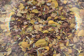 Texture of fallen autumn leaves, background of the passing autumn nature backdrop, surface