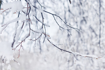 Tree branches covered in snow in a winter park, nature background, seasonal backdrop photo