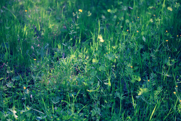 Fototapeta premium background of fresh green grass, nature in the field