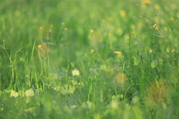 background of fresh green grass, nature in the field