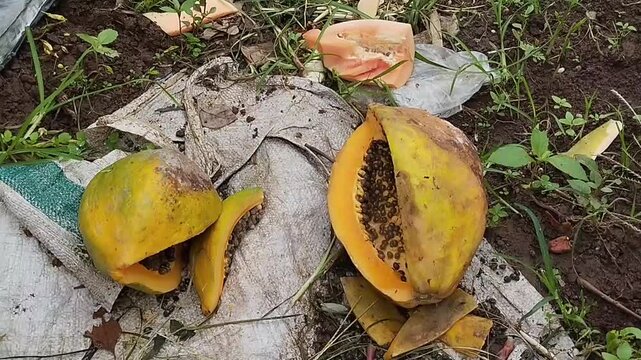 A papaya fruit that has rotted and split open, revealing the inside containing black seeds. The papaya is lying on the ground.
