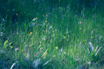 Fototapeta premium background of fresh green grass, nature in the field