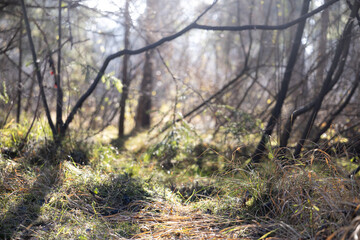 Forest floor with grass, branches, and undergrowth in soft focus and bright morning light
