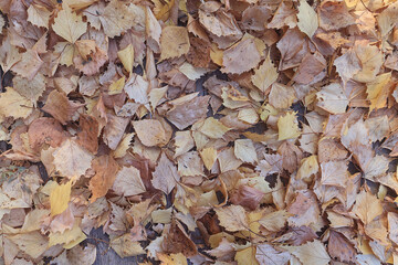 background, autumn fallen yellow leaves on an old wooden board surface, abstract October background for a frame