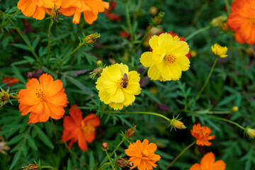 A close-up of a bee on a yellow cosmos flower