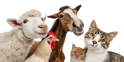 A humorous and charming group portrait of a sheep, a horse, a chicken, and two cats, all gathered closely together and looking directly at the camera. Isolated on a clean white background, this funny 