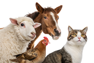 A humorous and charming group portrait of a sheep, a horse, a chicken, and two cats, all gathered closely together and looking directly at the camera. Isolated on a clean white background, this funny 
