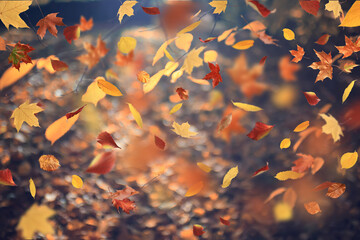 Obraz premium leaf fall, falling flying autumn yellow leaves, autumn background, autumn landscape