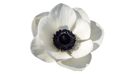 Delicate white anemone flower with dark center