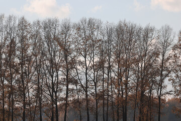 Fototapeta premium Autumn spider web flies in the field, abstract background, straw, old grass, nature