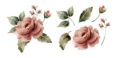 Roses with buds and leaves. Dusty pink garden flowers arrangement. Watercolor hand painted floral isolated illustration for wedding design home textile porcelain crockery card label invitation sticker