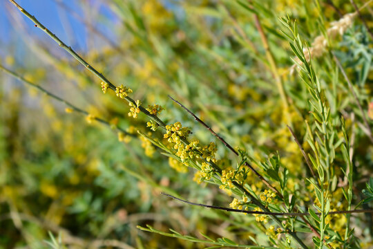 Osyris branch with yellow flowers - Latin name - Osyris alba