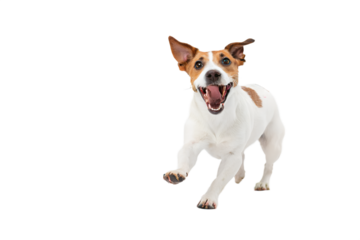 Playful dog interacting with a colorful toy. Energetic, joyful motion, perfect for pet product advertising, dog toy branding, training visuals, social media content and fun animal-related projects.