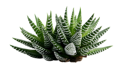 Closeup of a vibrant green haworthia plant with striking white stripes showcasing its unique texture and pattern against a