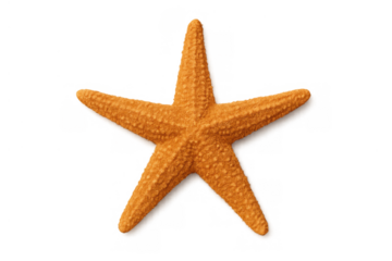 Orange starfish isolated on transparent background cutout. Sea star creature showcasing marine life and underwater ocean animals
