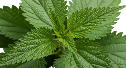 Close up of vibrant green stinging nettle leaves