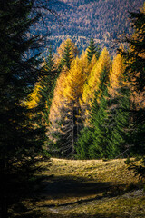 Autumn in the Dolomites. Explosion of colors towards sunset. Enrosadira and larch forests