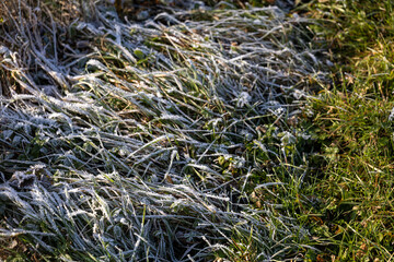 Close-up of grass blades covered with linear frost crystals, illuminated by low winter sunlight, showing detailed microstructure of frozen vegetation