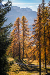 Autumn in the Dolomites. Explosion of colors towards sunset. Enrosadira and larch forests