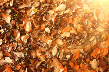 Texture of fallen autumn leaves, background of the passing autumn nature backdrop, surface