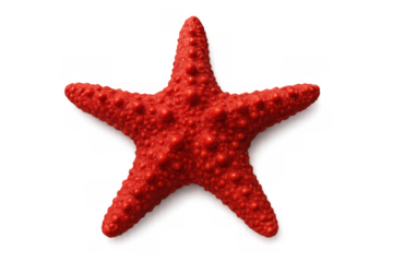 Red starfish with textured surface highlighting marine life, isolated on a transparent background, summer and ocean design element