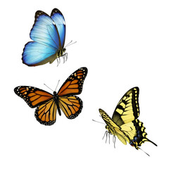 Fototapeta premium Trio of Butterflies