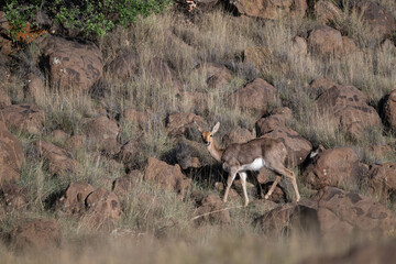 Mountain Reedbuck in Khoisan Karoo South Africa 