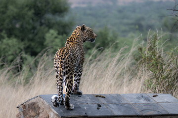 Leopard at Pilanusberg NP South Africa 