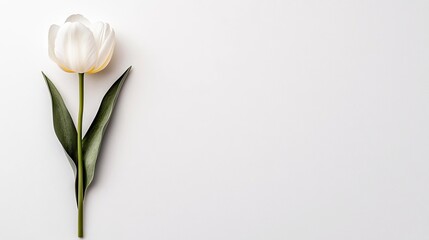 Fototapeta premium A single white tulip with green leaves isolated on a white background. The image is a top-down view with a minimalist aesthetic.