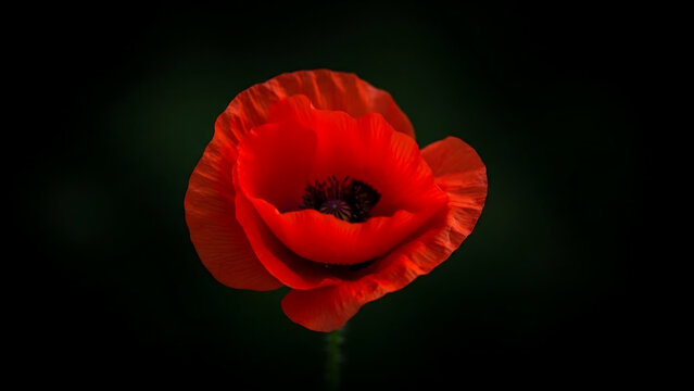 red poppy on black background, Remembrance day poppy. Red poppies in a poppies field with desaturated background