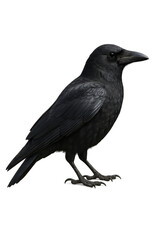 Large black common raven standing on transparent background