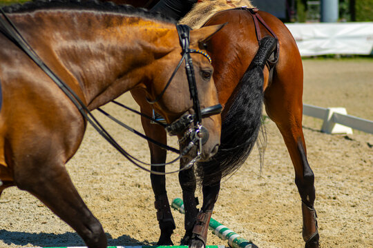 Two brown horses standing together in an arena - Powered by Adobe