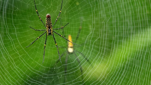 A detailed closeup video captures a golden orb-web spider (Nephila pilipes) resting on its shimmering web during a calm autumn morning in the forests of Himachal Pradesh, India.