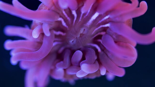 Young Actiniaria under a microscope, class Anthozoa, Hexacorallia, about 5 mm in size. Sea of Okhotsk. Tentacle movement. Under ultraviolet light.