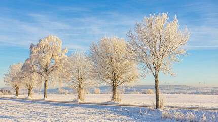 Fototapeta premium trees in winter