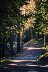 Autumn in the Dolomites. Explosion of colors towards sunset. Enrosadira and larch forests