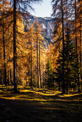 Fototapeta premium Autumn in the Dolomites. Explosion of colors towards sunset. Enrosadira and larch forests